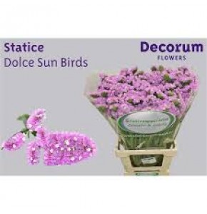 ΠΡΟΒΑΤΣΙΑ ΡΟΖ  STATICE DOLCE SUN BIRDS